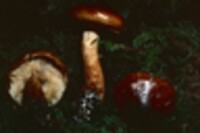 Tricholoma albobrunneum image