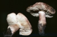 Tricholoma imbricatum image