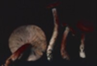 Lactarius rufus image
