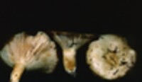 Lactarius resimus var. resimus image