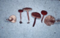 Lactarius rimosellus image