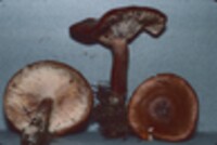 Lactarius rufus image