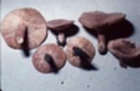 Lactarius quietus var. incanus image