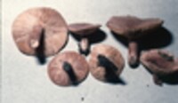 Lactarius quietus var. incanus image