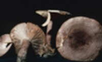 Lactarius quietus image