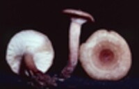 Lactarius quietus image