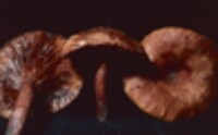 Lactarius quietus var. incanus image