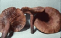 Lactarius quietus var. incanus image