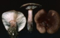 Lactarius quietus image