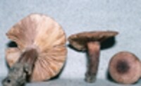 Lactarius quietus var. incanus image