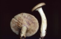 Lactarius speciosus image