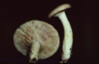 Lactarius speciosus image