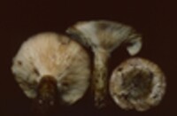 Lactarius sordidus image