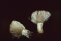 Lactarius scrobiculatus image