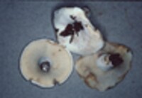 Lactarius subvellereus var. subvellereus image