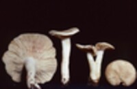 Lactarius subvernalis var. cokeri image