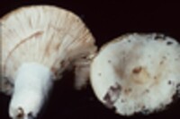 Lactarius subvellereus var. subvellereus image