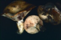 Lactarius subpalustris image