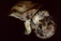 Lactarius subpalustris image