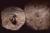 Lactarius subpalustris image