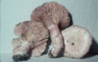 Lactarius subpurpureus image