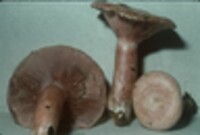 Lactarius subpurpureus image