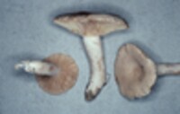 Lactarius subplinthogalus image