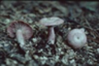 Lactarius subpurpureus image