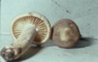 Lactarius subplinthogalus image