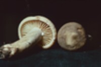 Lactarius subplinthogalus image