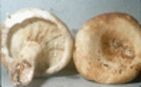 Lactarius subvellereus var. subvellereus image