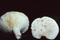 Lactarius subvellereus image