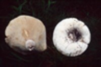 Lactarius subvellereus image