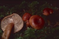 Lactarius subviscidus image