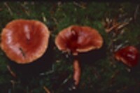 Lactarius subviscidus image