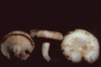 Lactarius vinaceosporus image