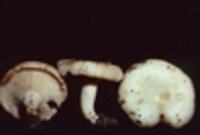 Lactarius vinaceosporus image