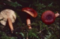 Lactarius subviscidus image