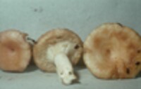 Lactarius torminosus image