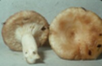 Lactarius torminosus image