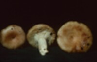 Lactarius torminosus var. nordmanensis image