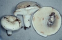 Lactarius tomentosomarginatus image