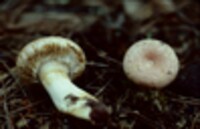 Lactarius torminosus image