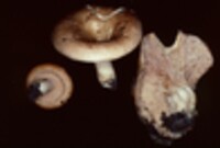 Lactarius torminosus image