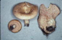 Lactarius torminosus var. nordmanensis image