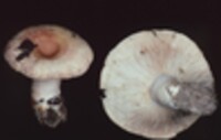 Lactarius torminosus image