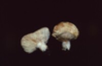 Lactarius torminosus image