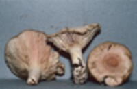 Lactarius torminosus image