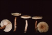 Lactarius theiogalus image