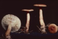 Lactarius theiogalus image